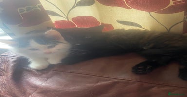 Mixed Breed cats - Advert 5