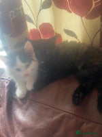 Mixed Breed cats - Advert 11