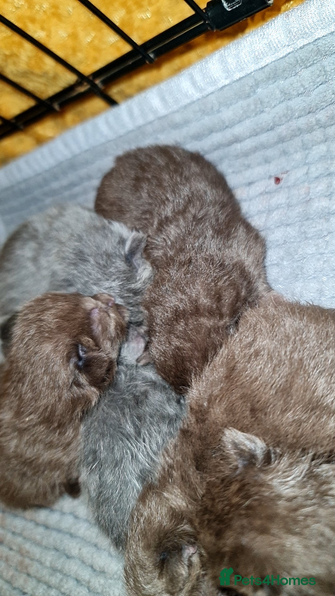 British Shorthair cats for stud: For stud lilac boy Sir Arnold (carries choc gene) in Bradford - Advert 24