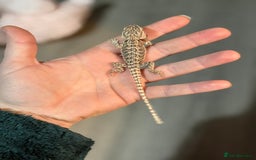 Bearded Dragon reptiles for sale: Bearded Dragon babies - Advert 17