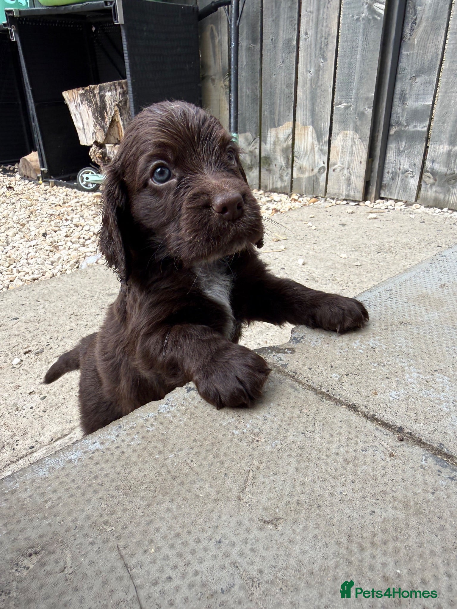 Cocker Spaniel dogs Cocker spaniels  - Advert 2