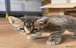 Mixed Breed cats for sale: Adorable kittens  - Image 28