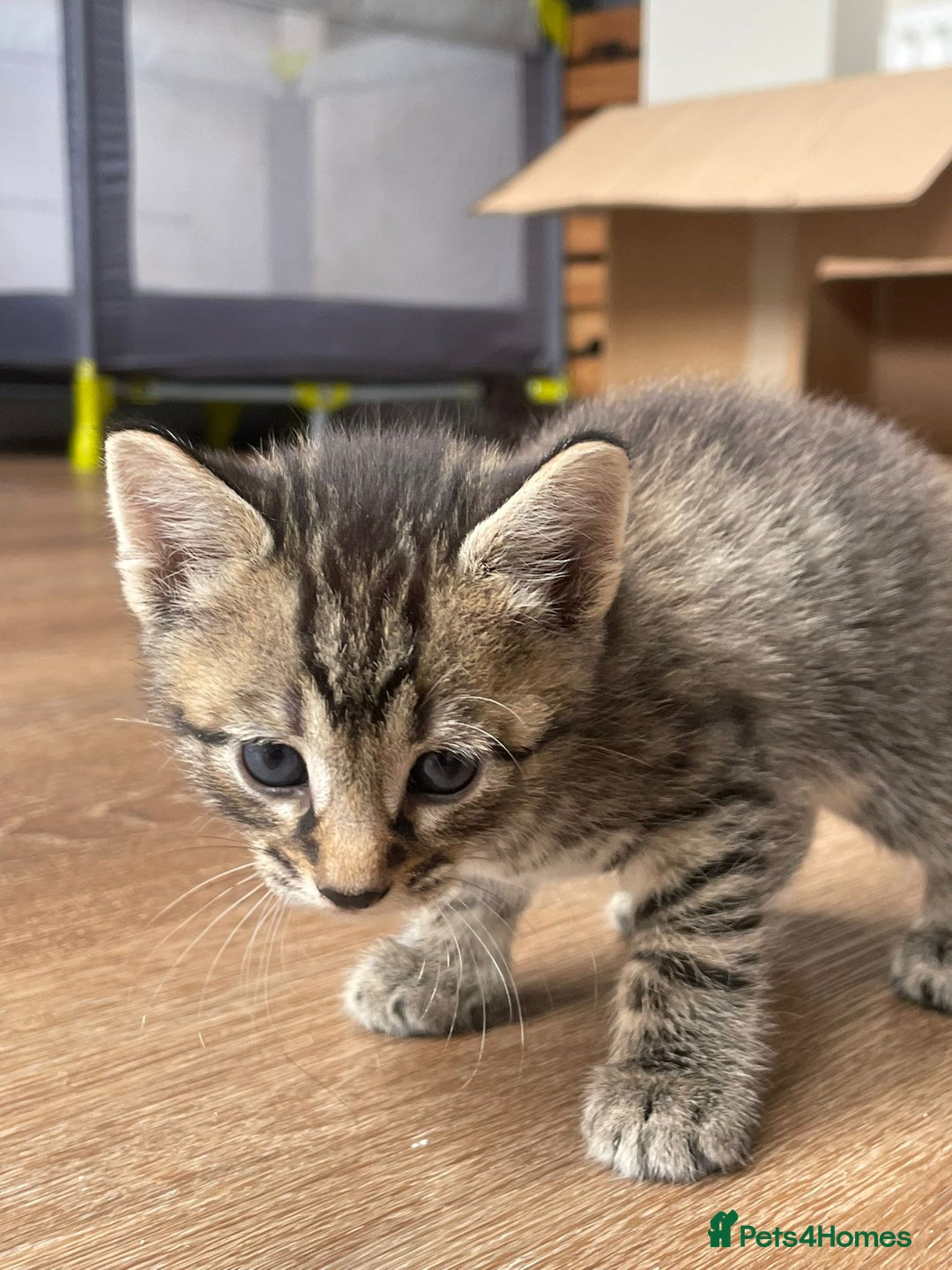 Mixed Breed cats for sale: Adorable kittens  - Image 28