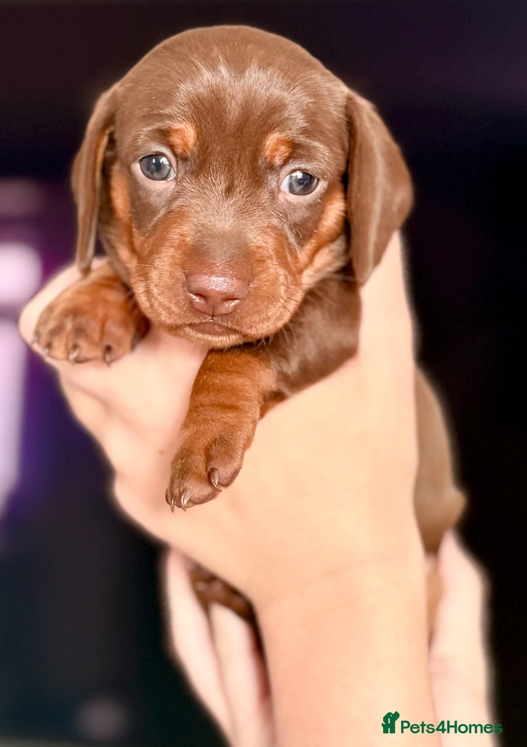 Miniature Dachshund dogs for sale: Chocolate & tan short hair miniature dachshund  - Advert 33
