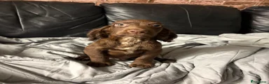 Cocker Spaniel 1