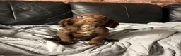 Cocker Spaniel dogs for sale: Lovely cockerspaniel puppies - Advert 8