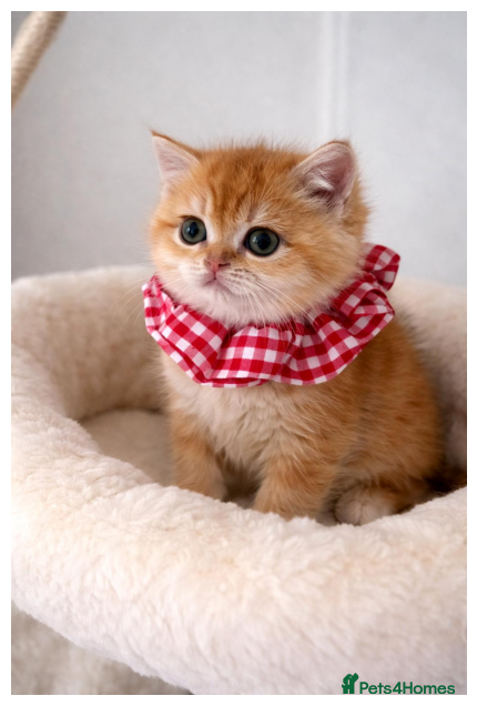 British Shorthair cats 🏆Tica Registered ny12 British Shorthair Kittens🏆 - Advert 3