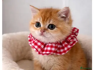 British Shorthair cats 🏆Tica Registered ny12 British Shorthair Kittens🏆 - Advert 3