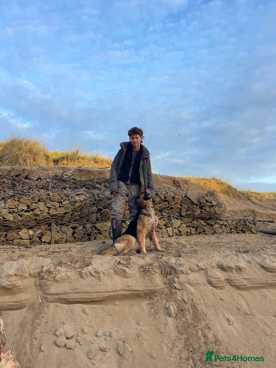 German Shepherd dogs for sale: Narla – German Shepherd Needs a Home - Advert 8