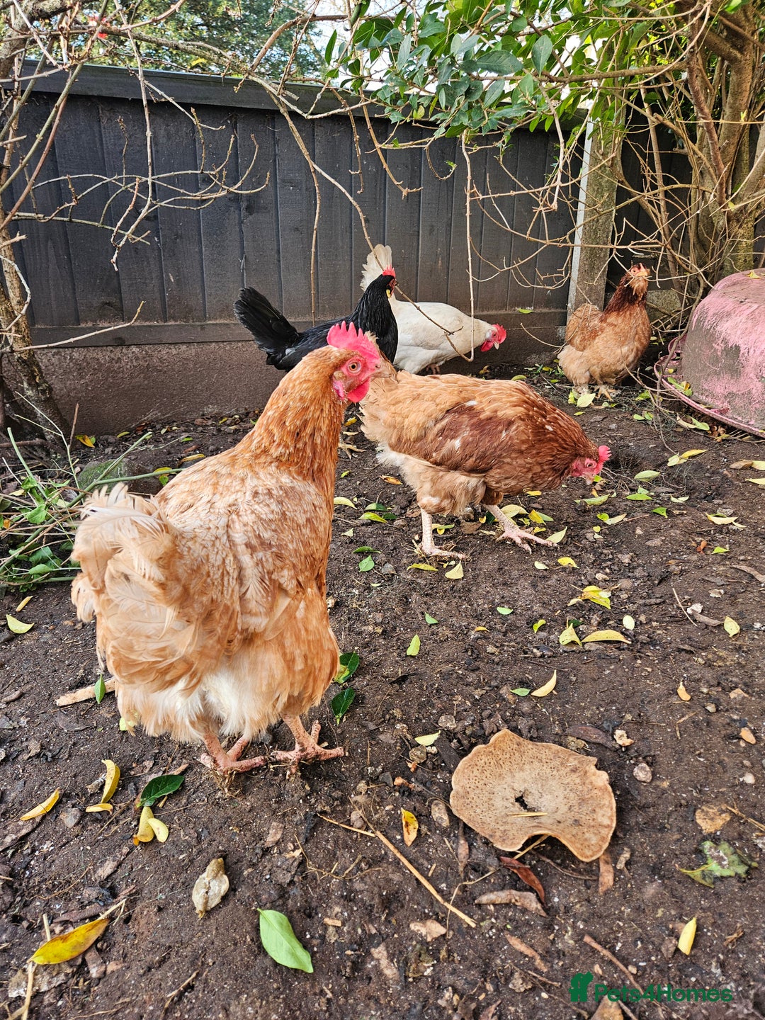 Chickens poultry for sale: 11 hens 1 cockrel  - Advert 1