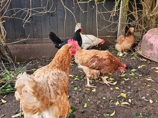 Chickens poultry 11 hens 1 cockrel - Advert 2