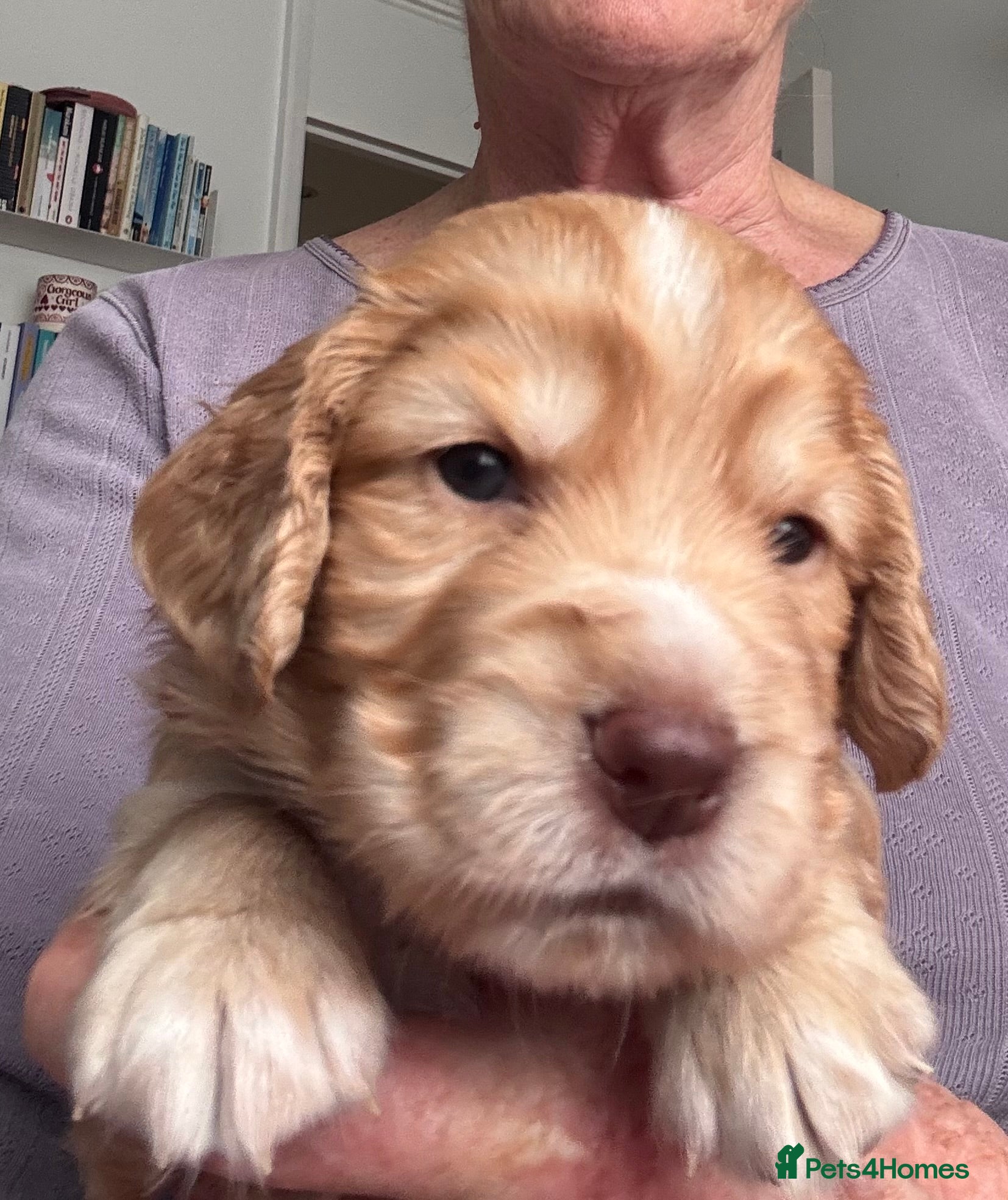 Cocker Spaniel dogs KC Reg full health tested quality Cocker Spaniels - Advert 2