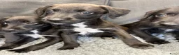 Mixed Breed dogs for sale: BEDDY  WHIPPET PUPS - Advert 19