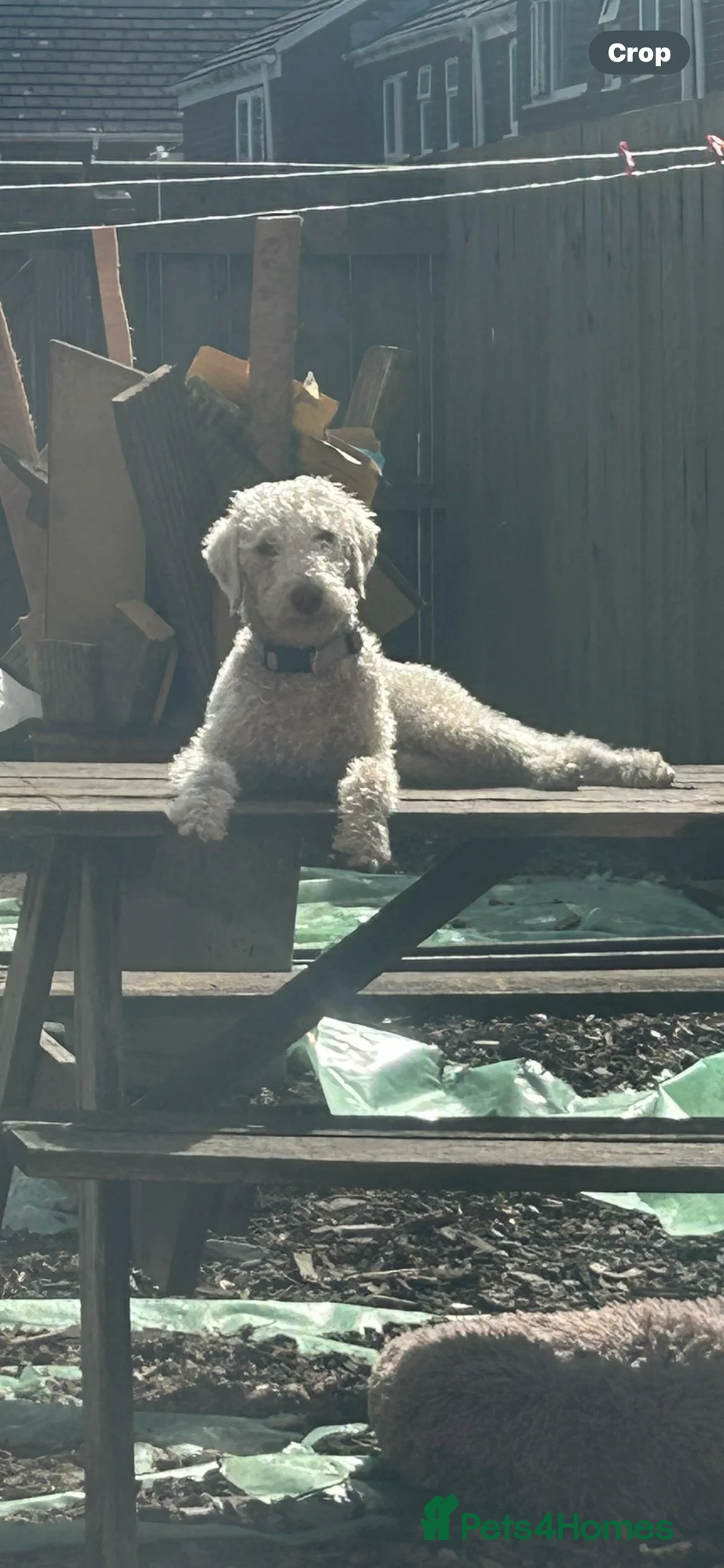Bedlington Terrier dogs for stud: Liver Bedlington terrier for stud. in Darlington - Advert 1