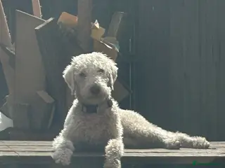 Bedlington Terrier dogs Liver Bedlington terrier for stud. in Darlington - Advert 6