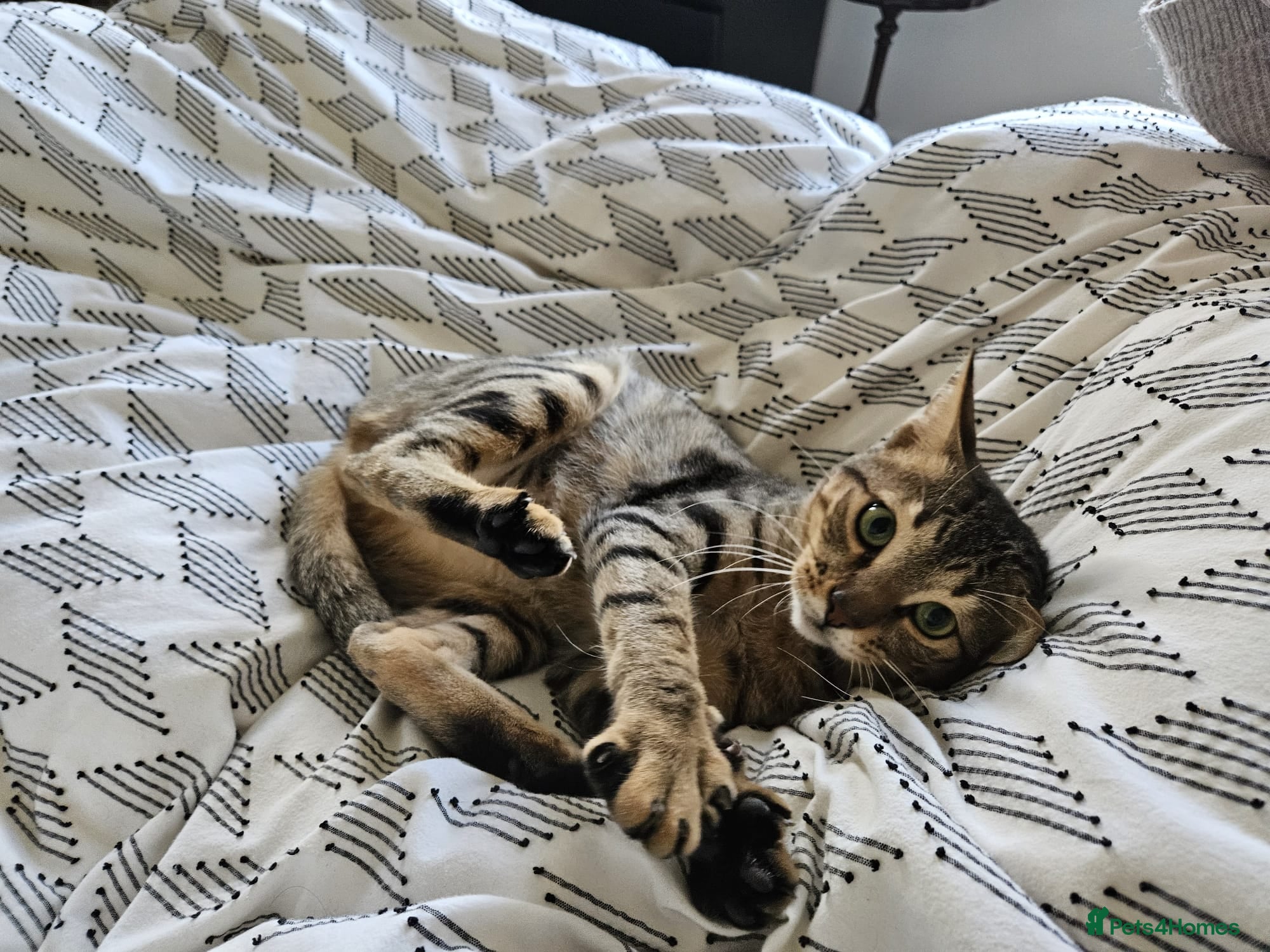 Mixed Breed cats Ziggy! An absolute bundle of joy and quirkiness - Advert 4