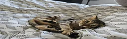 Mixed Breed cats for adoption: Ziggy! An absolute bundle of joy and quirckness - Advert 3