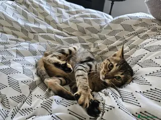 Mixed Breed cats Ziggy! An absolute bundle of joy and quirkiness - Advert 4