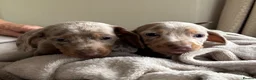 Dachshund dogs for sale: Dachshund puppies  - Advert 4