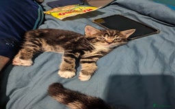 Domestic Shorthair cats for sale: 4 beautiful kittens - Image 15