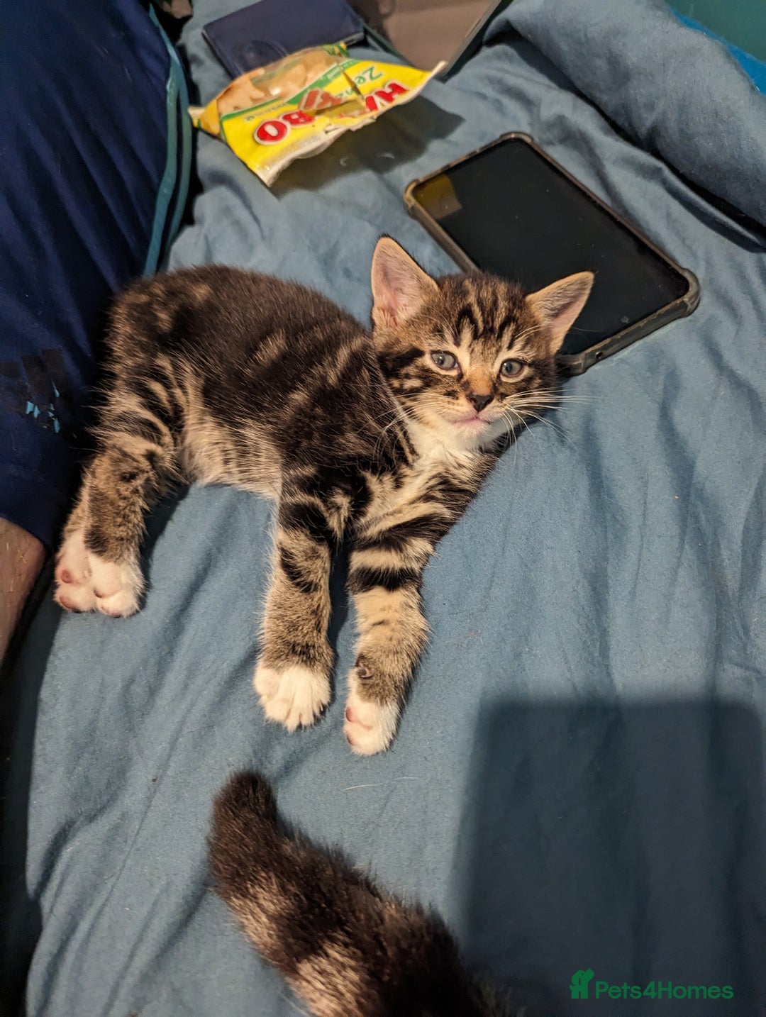 Domestic Shorthair cats for sale: 4 beautiful kittens - Image 15