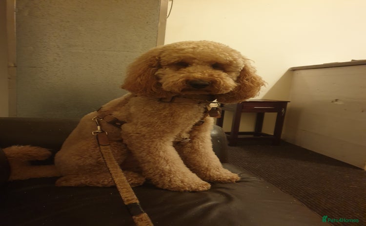 Miniature Poodle dogs - Advert 11
