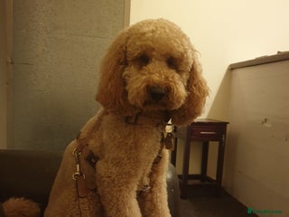 Miniature Poodle dogs - Advert 30