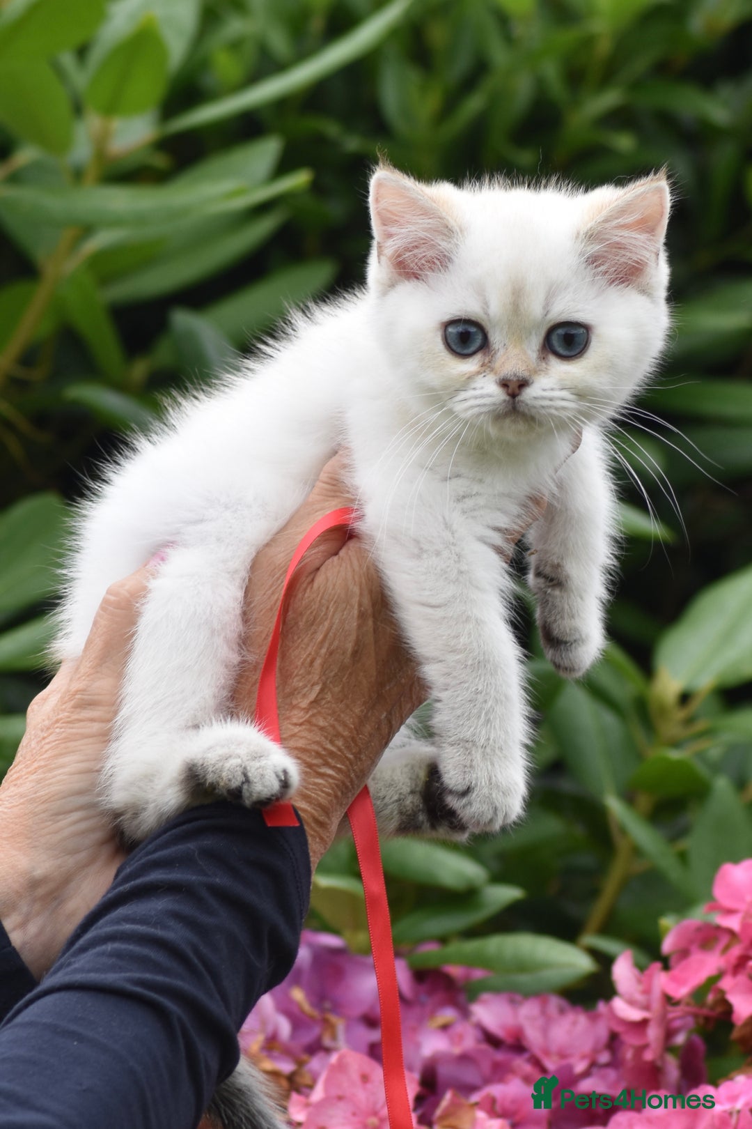 British Shorthair cats for sale: Champion sired Golden Colourpoint Kittens  - Image 31