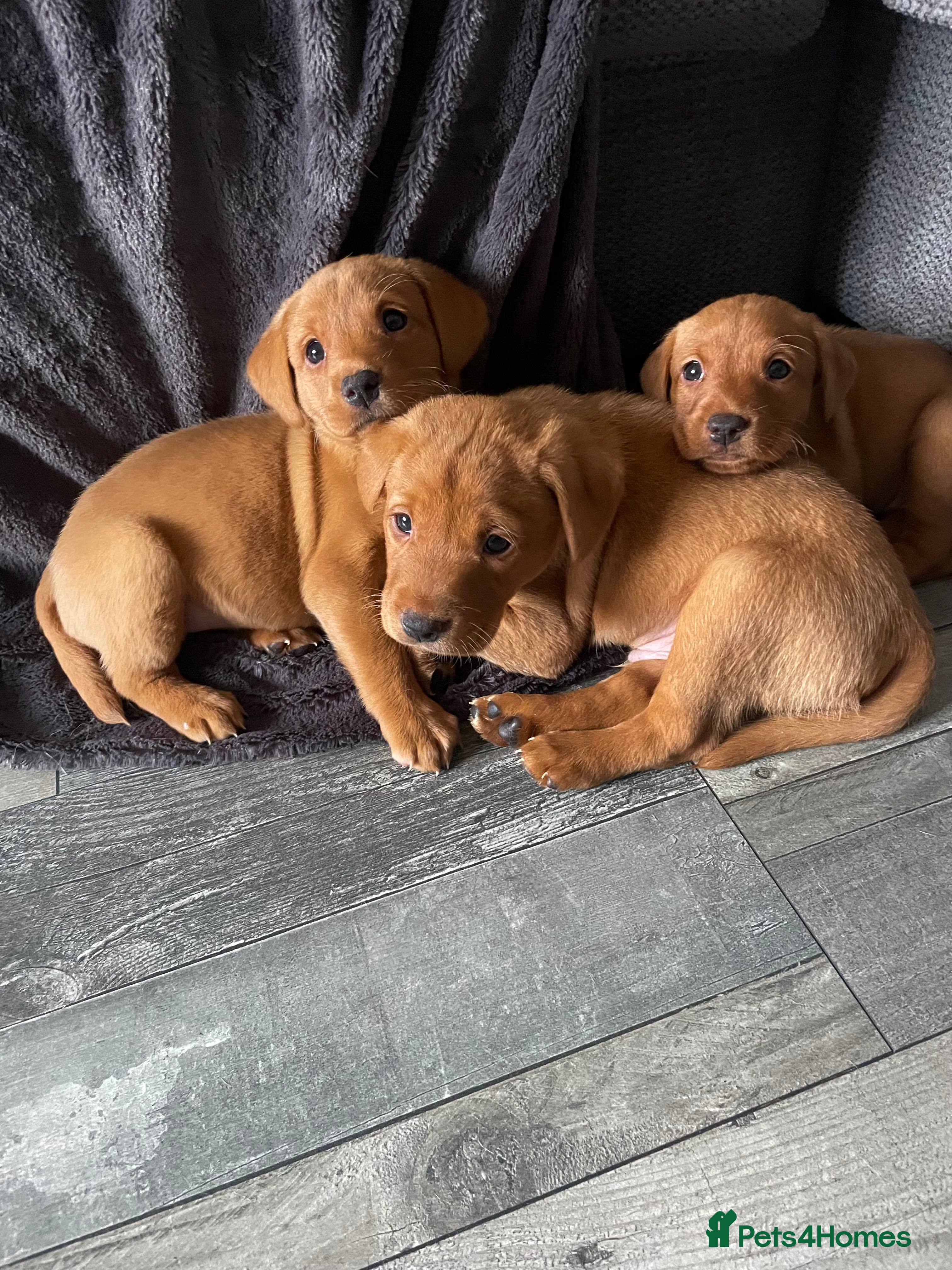 Labrador Retriever dogs Fox Red Labrador KC registered puppies  - Advert 12