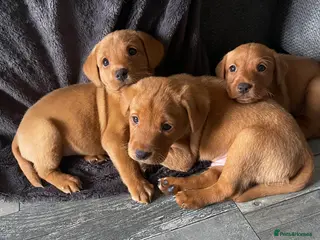 Labrador Retriever dogs Fox Red Labrador KC registered puppies - Advert 12