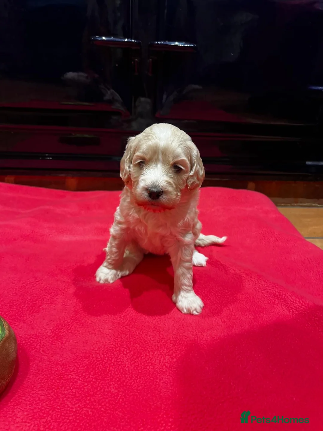 Mixed Breed dogs for sale: EXTENSIVELY HEALTH TESTED MINATURE GOLDENDOODLE - Advert 1