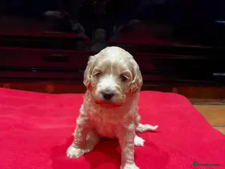 Mixed Breed dogs EXTENSIVELY HEALTH TESTED MINATURE GOLDENDOODLE - Advert 1