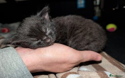 Mixed Breed cats for sale: All black and black/white kittens for sale - Image 6