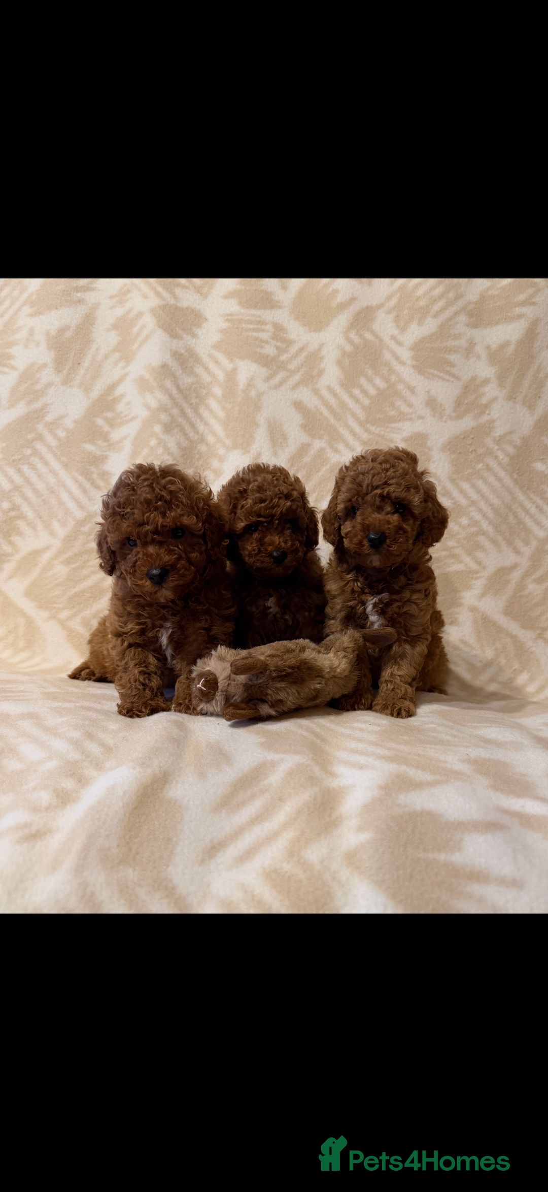 Toy Poodle dogs for sale: Beautiful toy poodles  - Advert 1