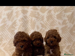 Toy Poodle dogs Beautiful toy poodles - Advert 5