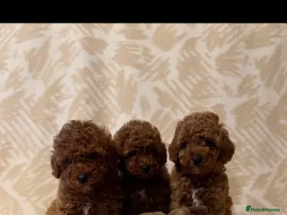 Toy Poodle dogs Beautiful toy puppies (Reserved ) - Advert 4