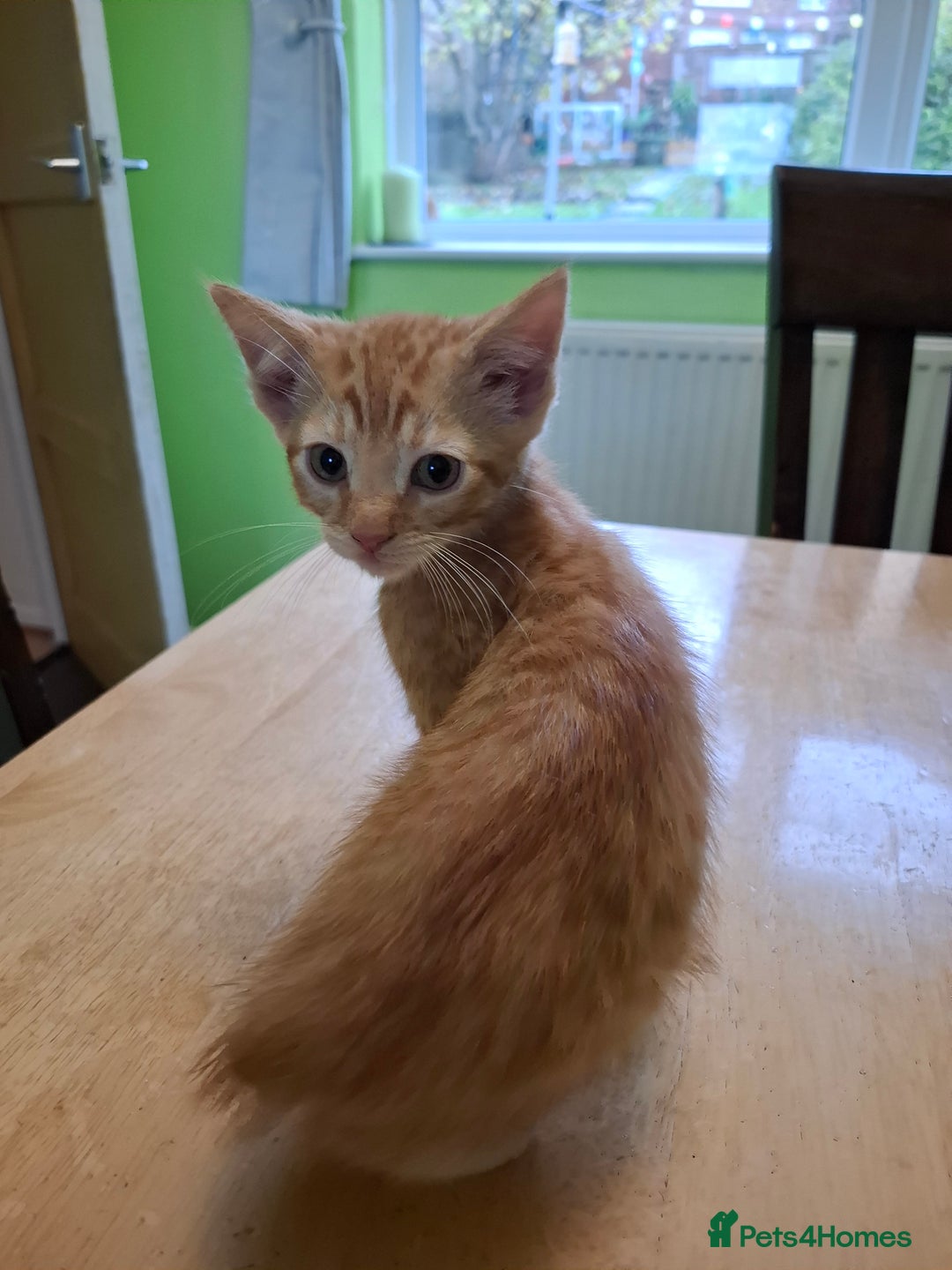 Mixed Breed cats for sale: 9 week old kittens available  - Image 18