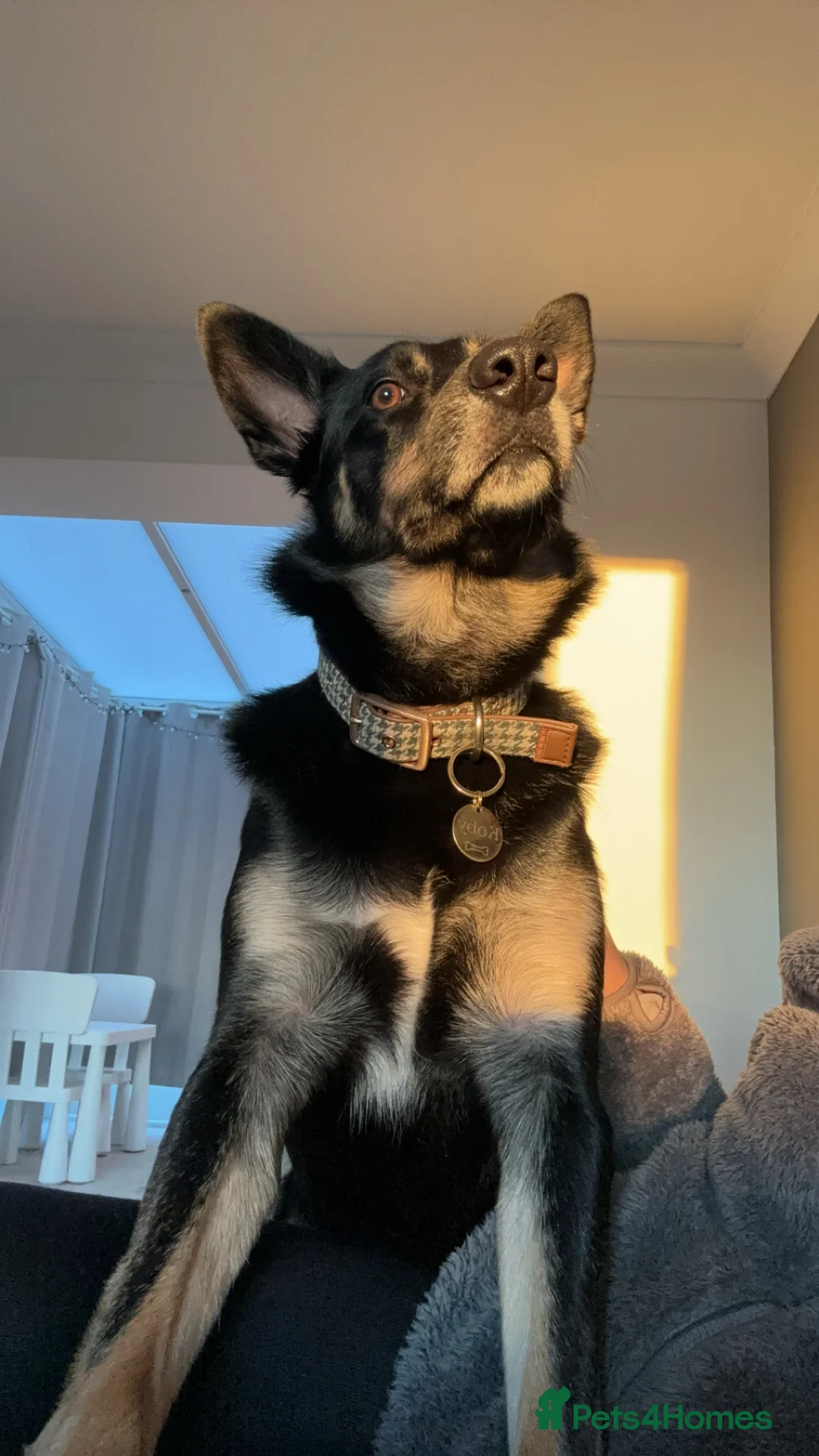 Border Collie dogs for sale: Border collie for rehoming - Advert 6