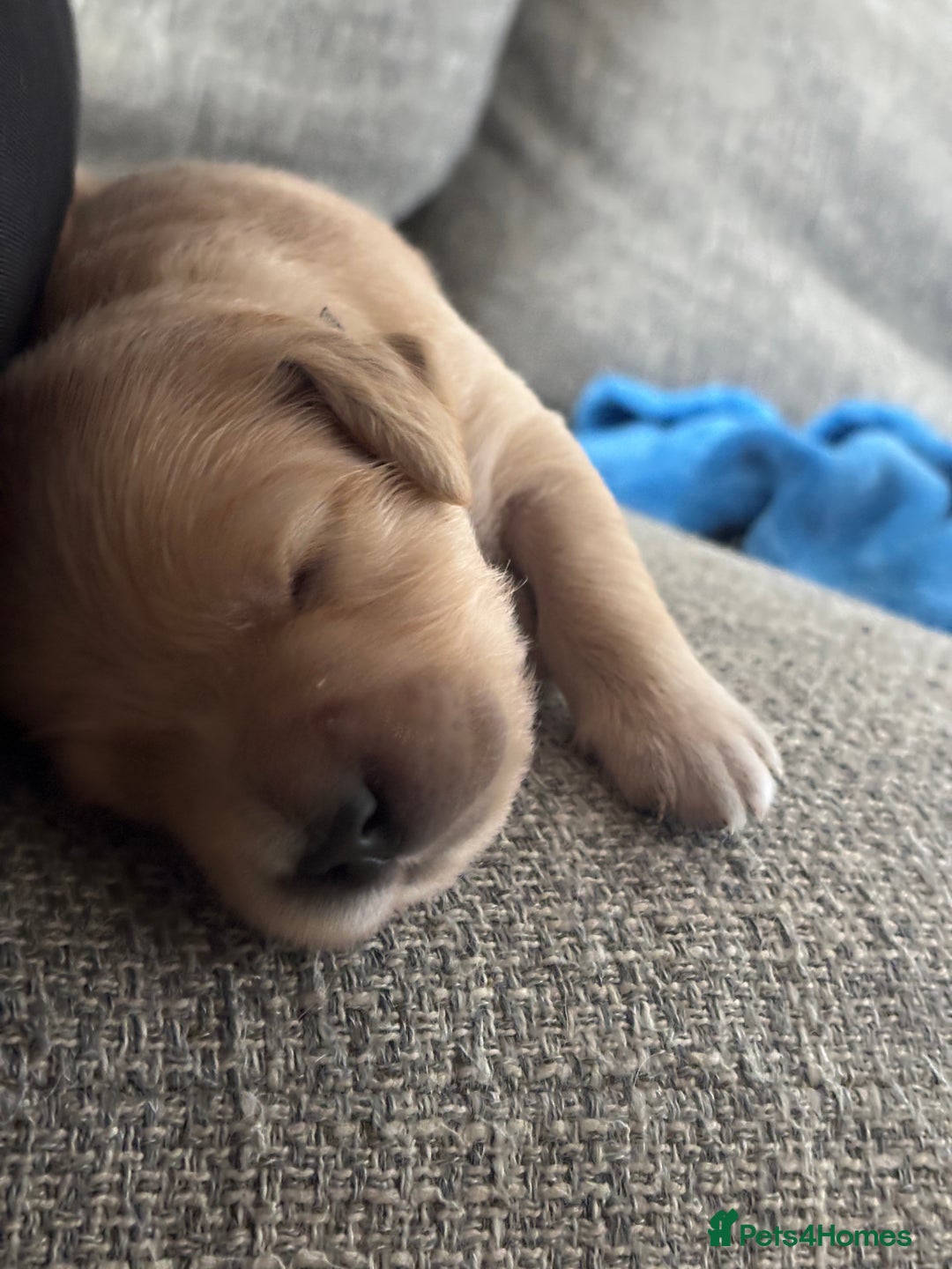 Golden Retriever dogs for sale: Pure bred Golden Retriever puppies - Image 9