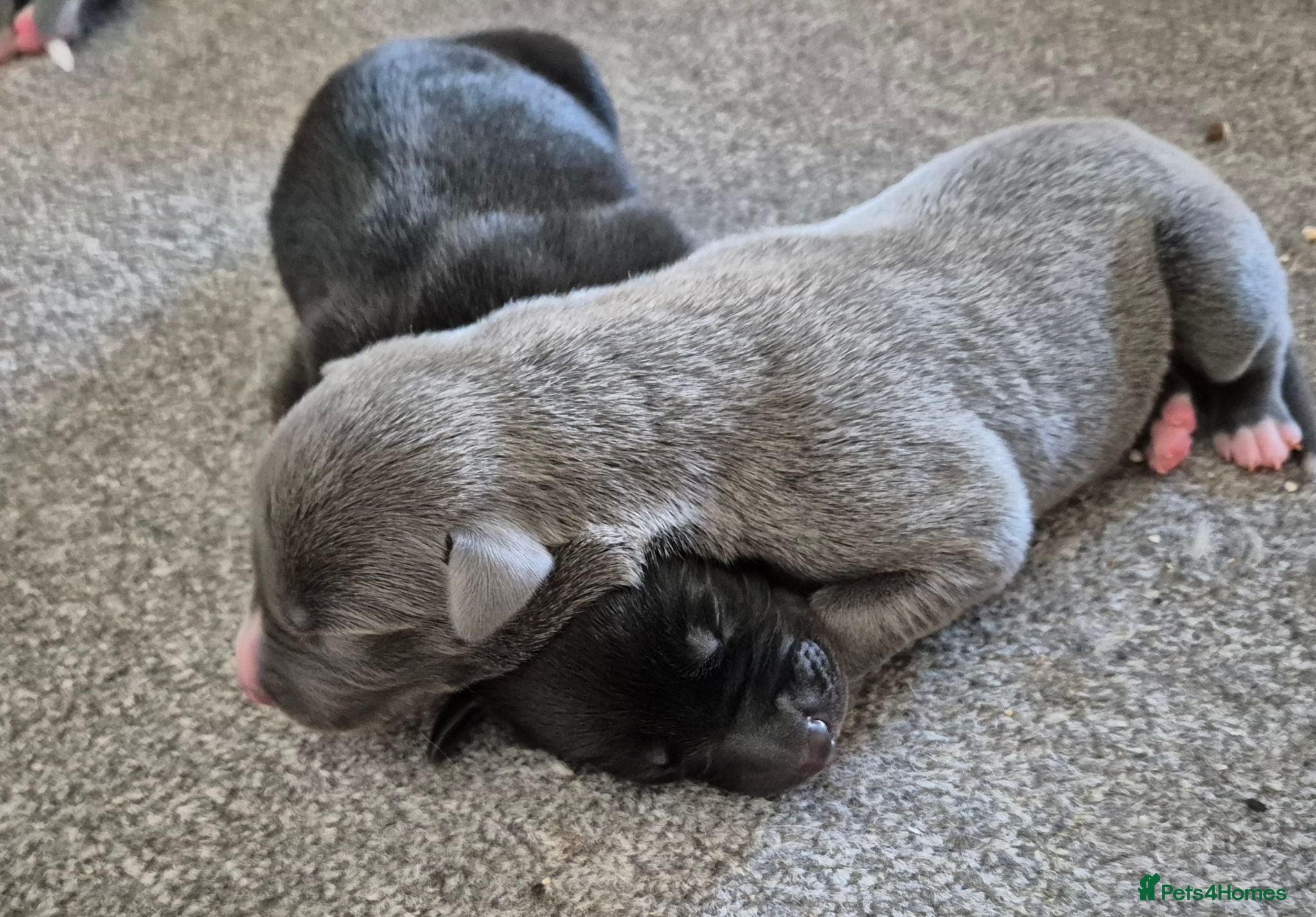 Mixed Breed dogs Collie/Whippet/Grey Lurcher Puppies - Advert 8