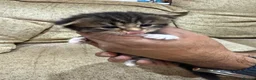 Scottish Fold cats for sale: 🐾 Scottish Fold Kittens | Reserve Now 🐾 in London - Advert 3