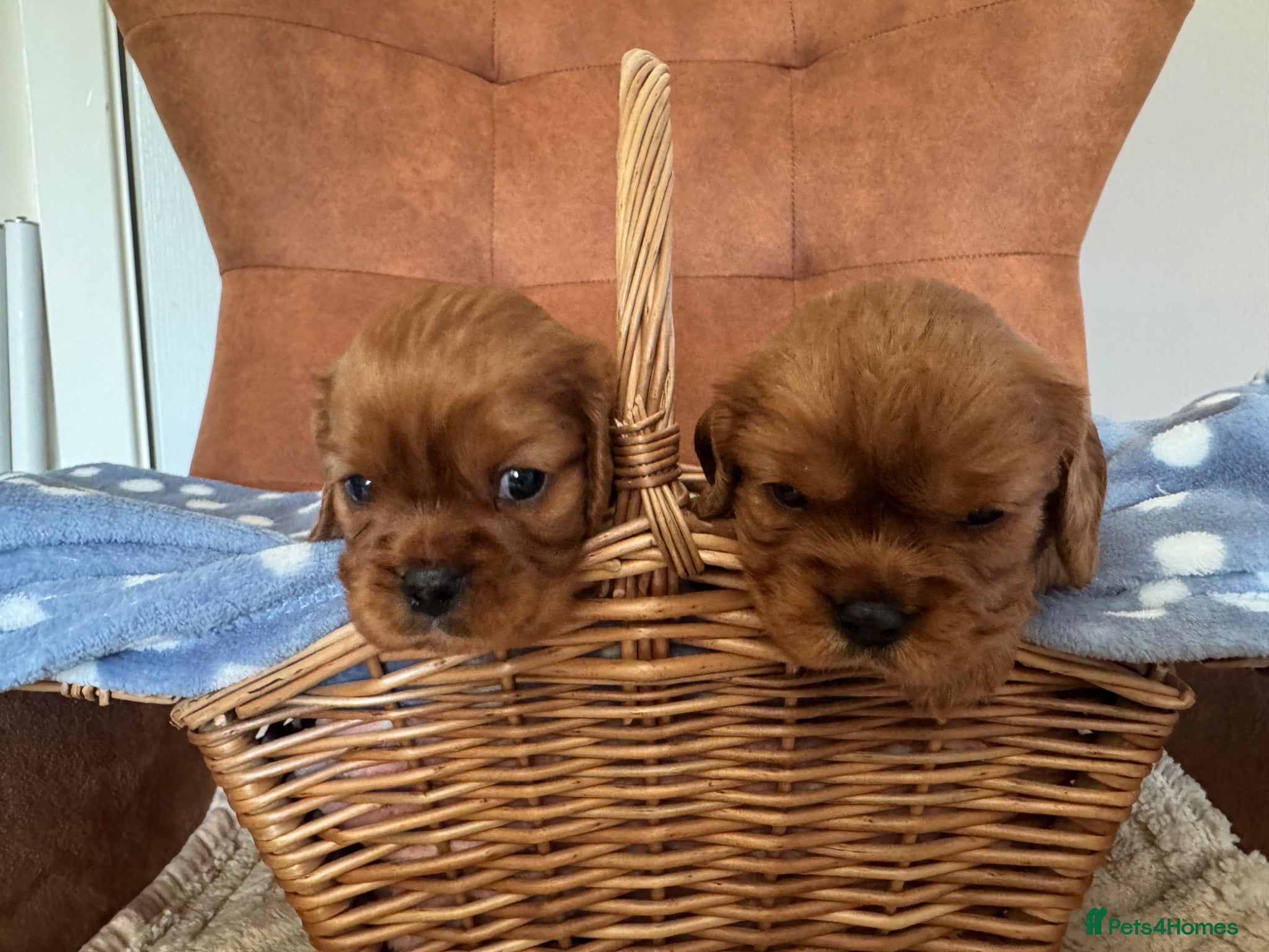 Cavalier King Charles Spaniel dogs Beautiful Cavalier King Charles Spaniel Puppies 🐶 - Advert 1