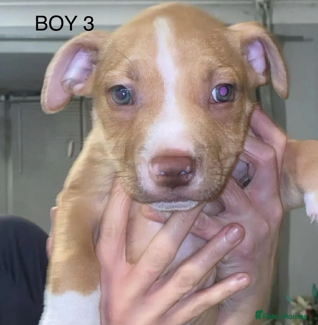 American Bulldog dogs for sale: American bulldog puppies - Advert 5