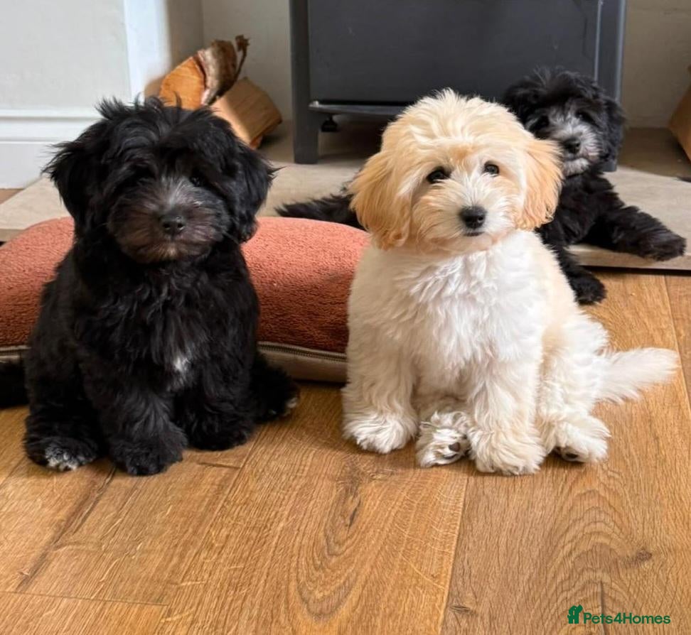 Coton De Tulear dogs Cotonpoo/Cotonoodle puppies  - Advert 3