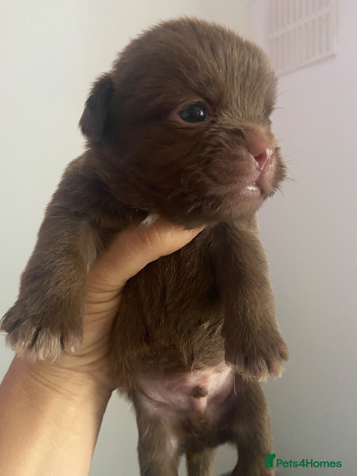 Mixed Breed dogs 🐶💕 Available from November   💕🐶 - Advert 15