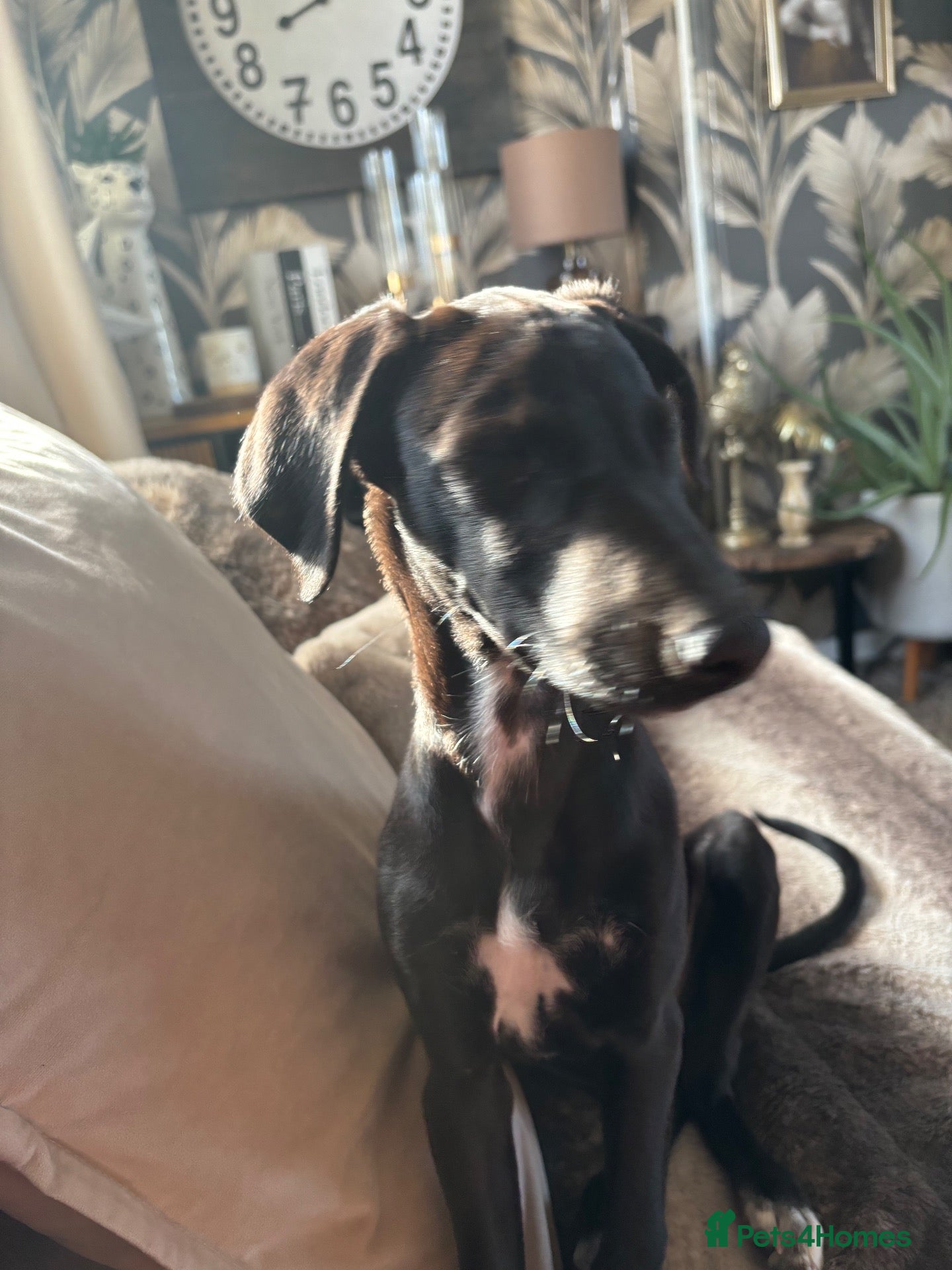 Lurcher dogs for sale: Roxy 6 months old puppy - Advert 7