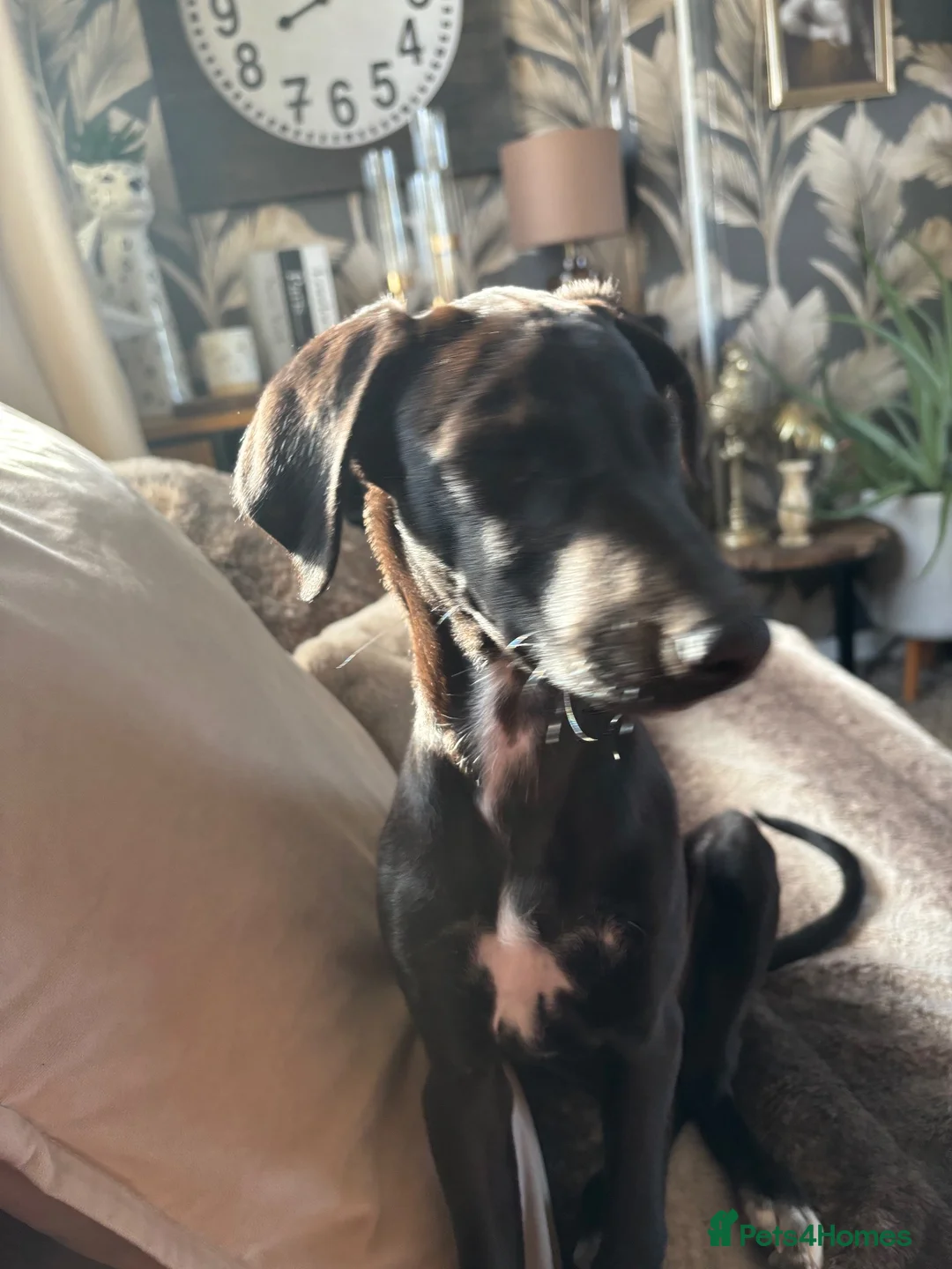 Lurcher dogs for sale: Roxy 6 months old puppy in Goole - Advert 1