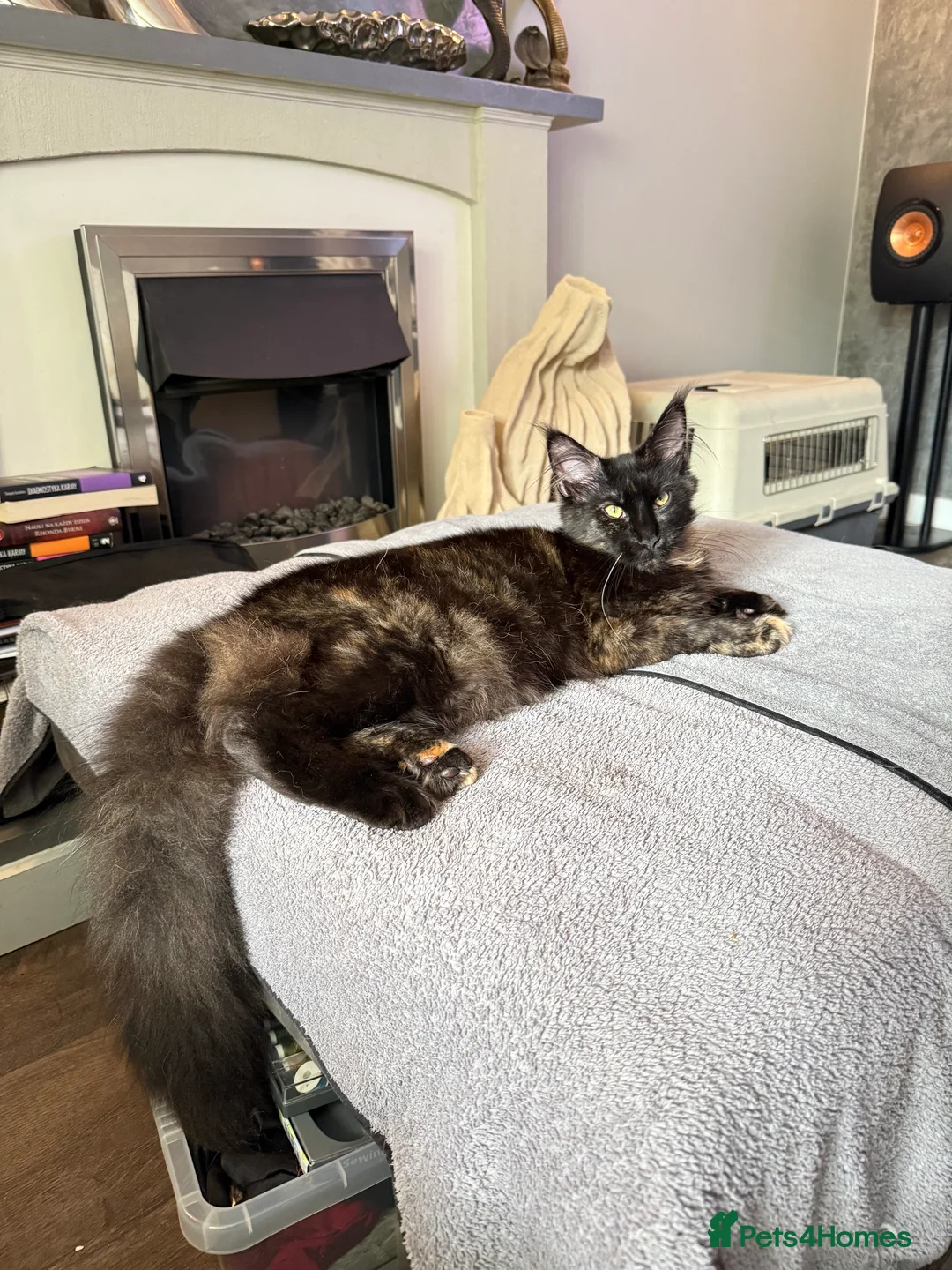 Maine Coon cats for sale:  Maine Coon Kittens Looking for Loving Homes 🐾 - Advert 16