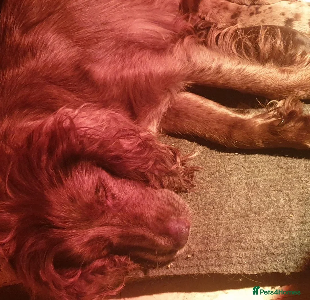 Cocker Spaniel dogs for sale: Stunning cocker spaniel puppies  - Advert 6