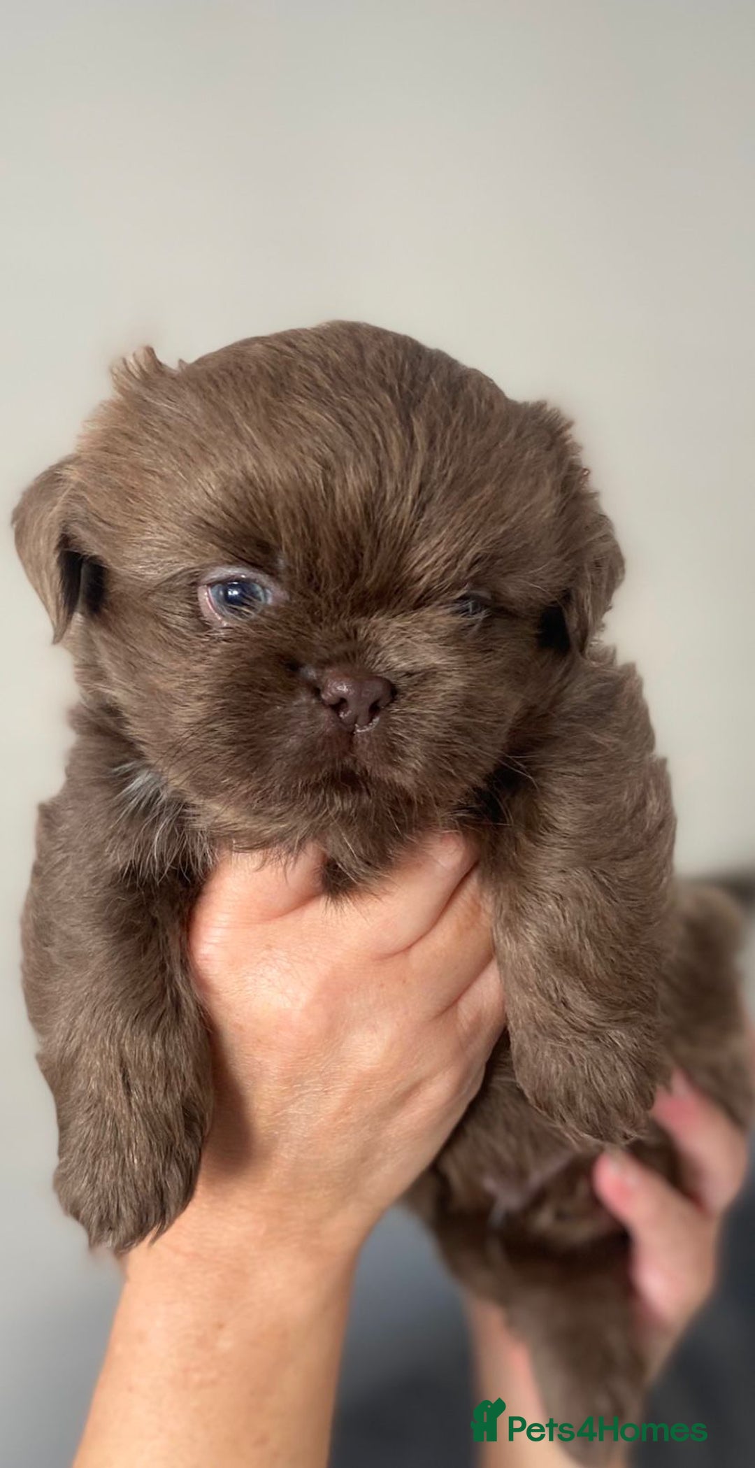 Shih Tzu dogs for sale: BLUE CARRING CHOC/LILAC IMPERIAL BOYS - Image 5